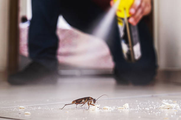 Best Emergency Pest Control  in Coronita, CA